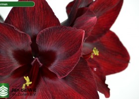 hippeastrum Carmen ® (2)